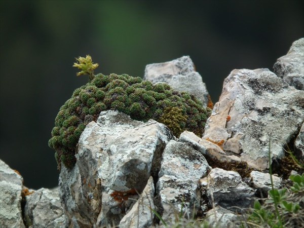 Растительность в горах Адыгеи